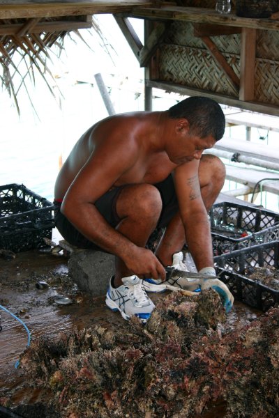 Separating out oysters growing on lines